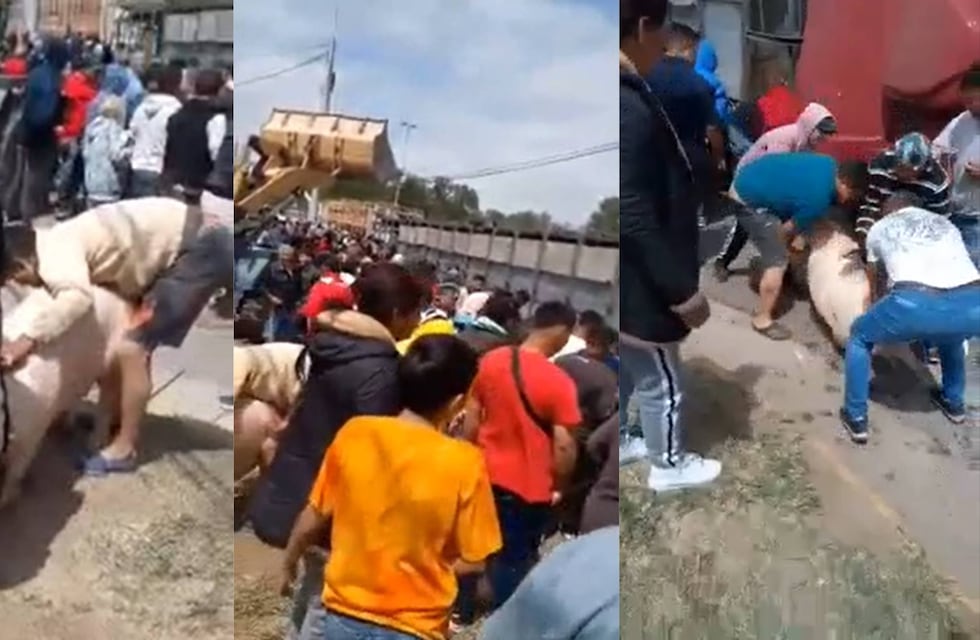 Habló el camionero que volcó con una carga de cerdos en Jesús María: “Había mucha desesperación”