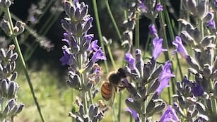 Un camino de lavandas en Los Reartes que atrae a propios y ajenos.