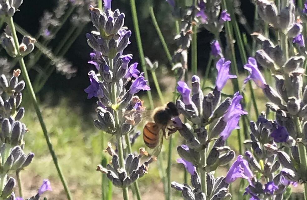 Islavanda, un emprendimiento cordobés que ofrece cosméticos y gastronomía elaborados a base de lavanda
