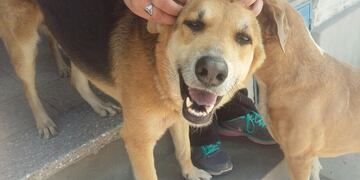 Organizaciones de voluntarios promueven la tenencia responsable de mascotas en Jujuy.