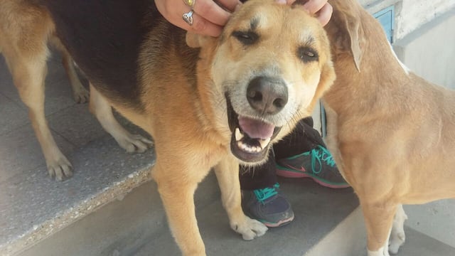 Organizaciones de voluntarios promueven la tenencia responsable de mascotas en Jujuy.