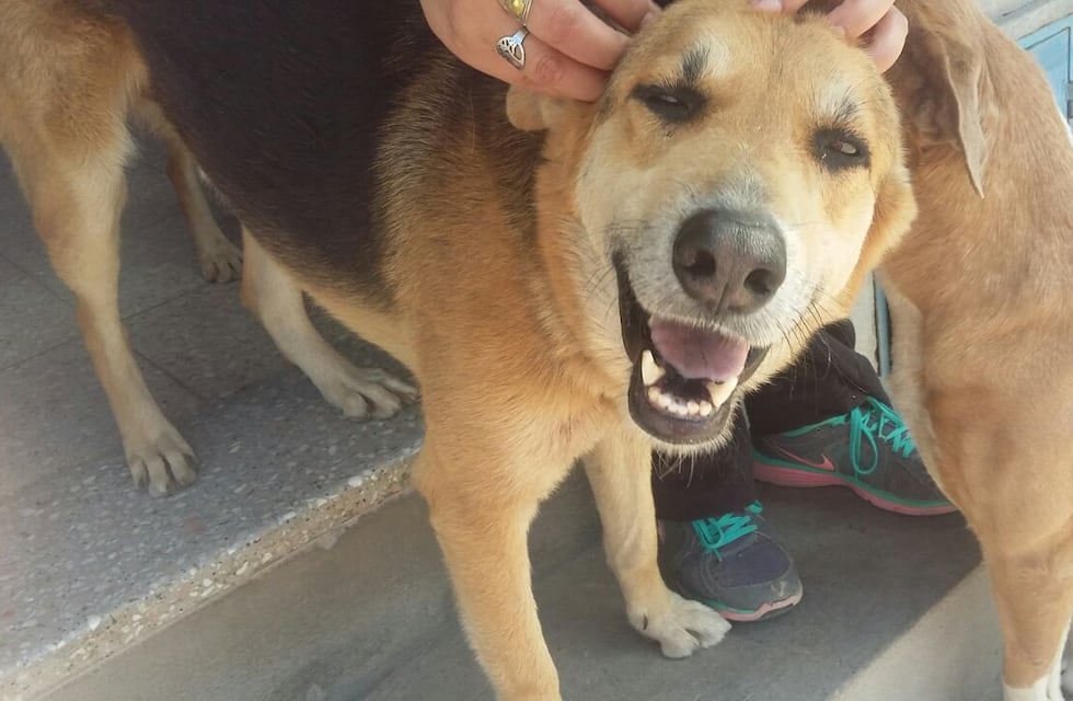 Entidades “mascoteras” señalan beneficios de la castración de perros y gatos