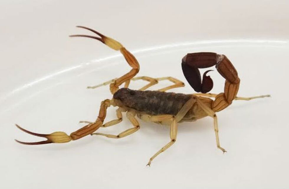 Prevención de accidentes por picaduras de alacranes