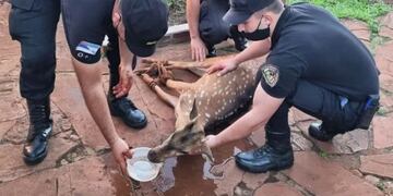 Itacaruaré: rescatan a un ciervo herido del patio de una vecina.