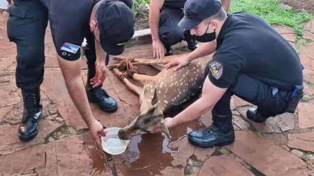 Itacaruaré: rescatan a un ciervo herido del patio de una vecina.