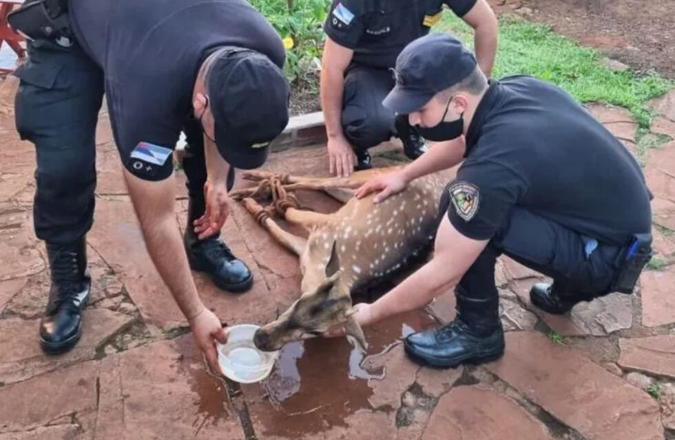 Itacaruaré: rescatan a un ciervo herido del patio de una vecina
