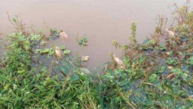 Analizan el agua del Lago Ziegler por posible contaminación.