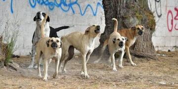 Una jauría atacó a un hombre de 76 años en Mar del Plata. Foto: Los Andes.
