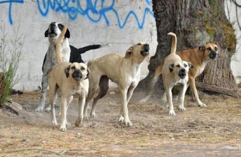 Ataque de jauría en San Juan: proteccionistas tienen identificadas zonas donde la gente abandona perros