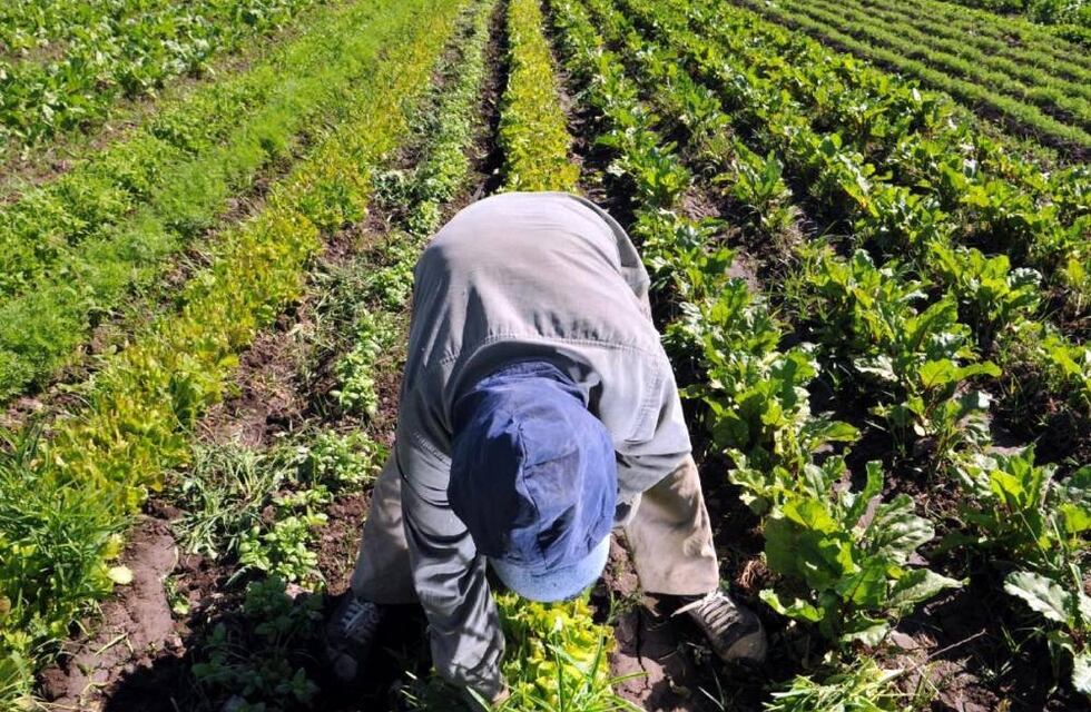Mendoza quiere ampliar la superficie cultivada de productos orgánicos