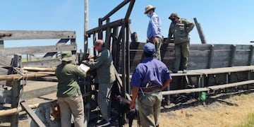 Las autoridades detectaron irregularidades evidentes al revisar los animales de las estancias “La Nochera” y "El Lío". (Ahora Reconquista)