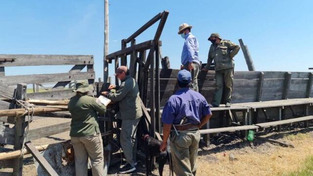 Las autoridades detectaron irregularidades evidentes al revisar los animales de las estancias “La Nochera” y "El Lío". (Ahora Reconquista)