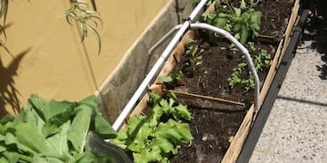 En macetas, en botellas, en cajones, directamente en el suelo, en Terrazas o balcones, en patios o ventanas, de todas esta maneras podemos producir nuestros alimentos.