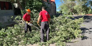 Caída de árboles en Córdoba