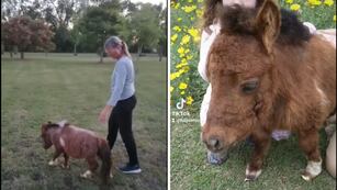 La historia de Tornadito, el mini poni más tierno de TikTok