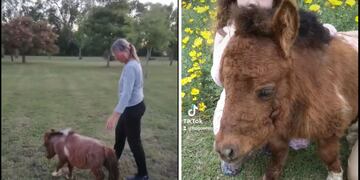 La historia de Tornadito, el mini poni más tierno de TikTok