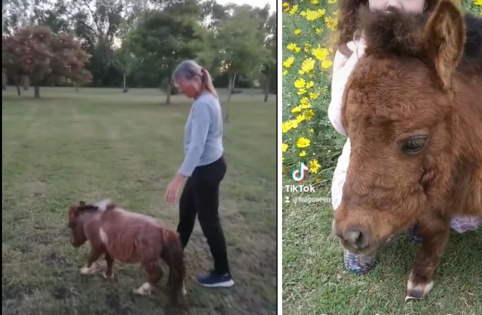 La historia de Tornadito, el mini poni más tierno de TikTok
