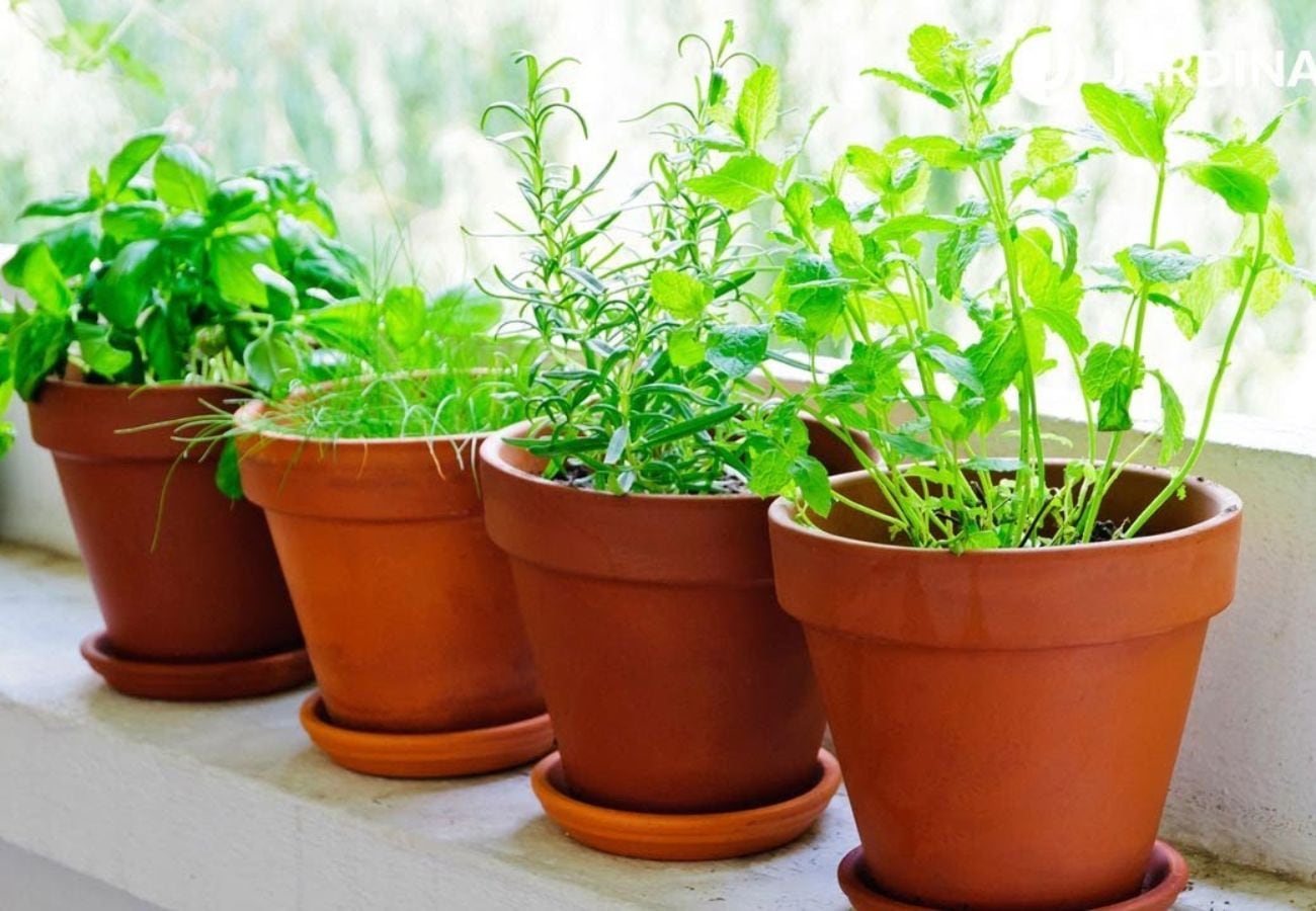 La albahaca necesita sol, riego adecuado y protección en los días de mayor calor para mantener sus hojas tiernas y aromáticas.
