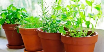 Ni albahaca ni menta: cuál es la planta aromática para la cocina que se mantiene verde todo el año