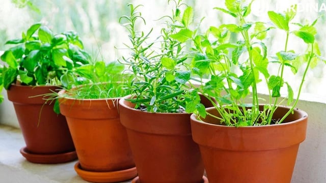 Ni albahaca ni menta: cuál es la planta aromática para la cocina que se mantiene verde todo el año