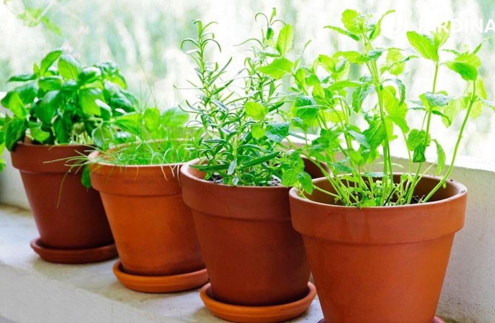 Ni albahaca ni menta: cuál es la planta aromática para la cocina que se mantiene verde todo el año