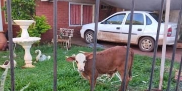 Eldorado: conflicto vecinal por la presencia de un ternero atado en el patio de una casa.