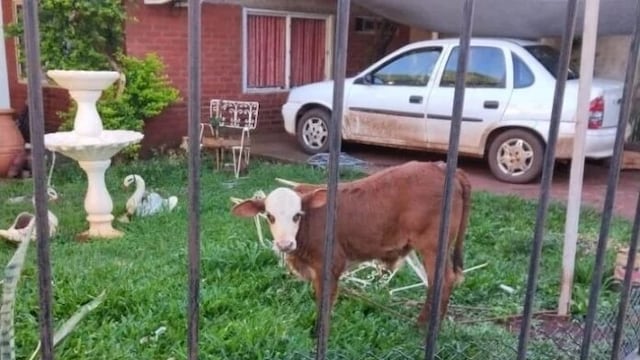 Eldorado: conflicto vecinal por la presencia de un ternero atado en el patio de una casa.