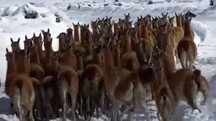 Guanacos en la nieve de la Laguna del Diamante, en Malargüe.