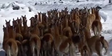 Guanacos en la nieve de la Laguna del Diamante, en Malargüe.