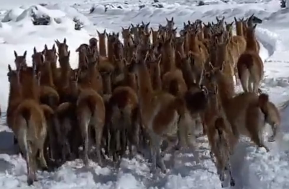 Video: hermoso e imperdible momento de una manada de guanacos corriendo en la nieve mendocina