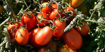 Tomate