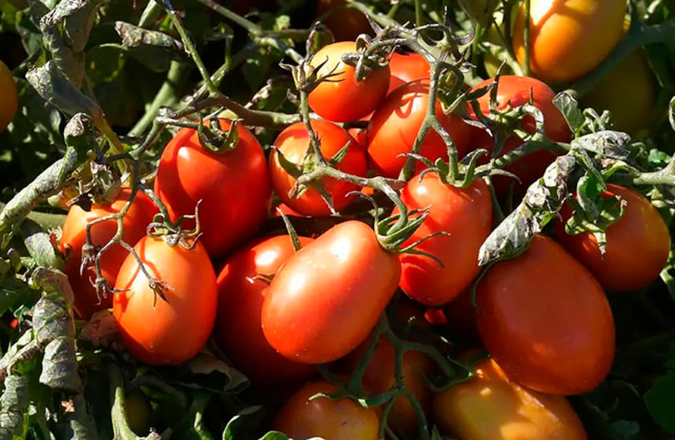 Temor por el arribo del “Covid del Tomate” en Mendoza: ¿qué es?, ¿contagia?, ¿cómo perjudica a los productores?