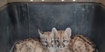 Cachorros de puma encontrados y trasladados al Tatú Carreta. (Foto: Gobierno de Córdoba).