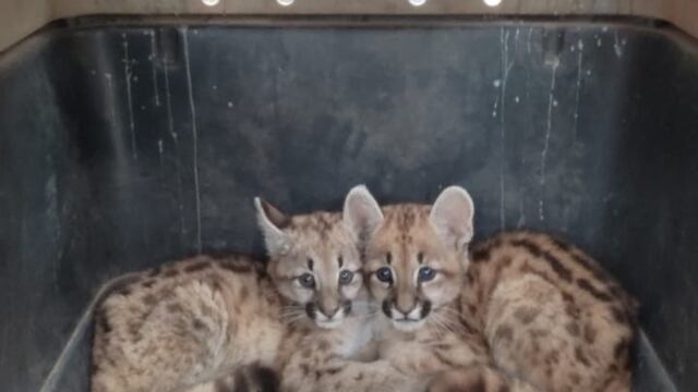 Cachorros de puma encontrados y trasladados al Tatú Carreta. (Foto: Gobierno de Córdoba).
