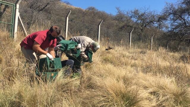 Personal de la Secretaría de Medio Ambiente y Parques liberó 41 aves canoras autóctonas y un quirquincho en la Quebrada Las Higueritas en Luján. Gentileza ANSL