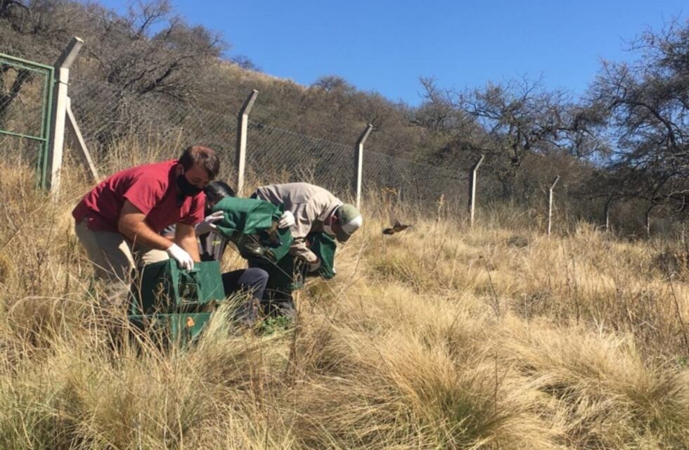 Liberaron pájaros recuperados en la Quebrada de las Higueritas