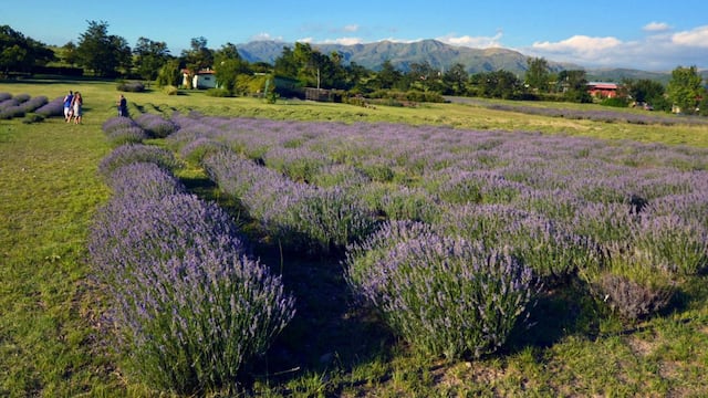 Cultivo de Lavanda (Foto: la Cumbre)