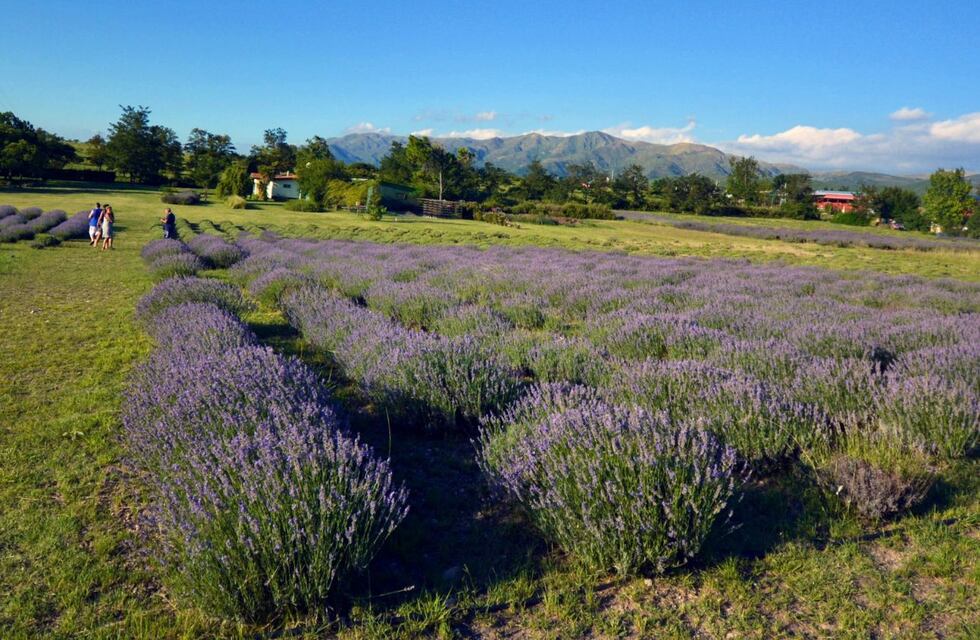 Campos de Lavanda en La Cumbre, un paseo original ideal para el fin de semana