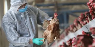 Continúan los casos de gripe aviar en Chubut.
