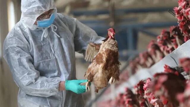 Continúan los casos de gripe aviar en Chubut.