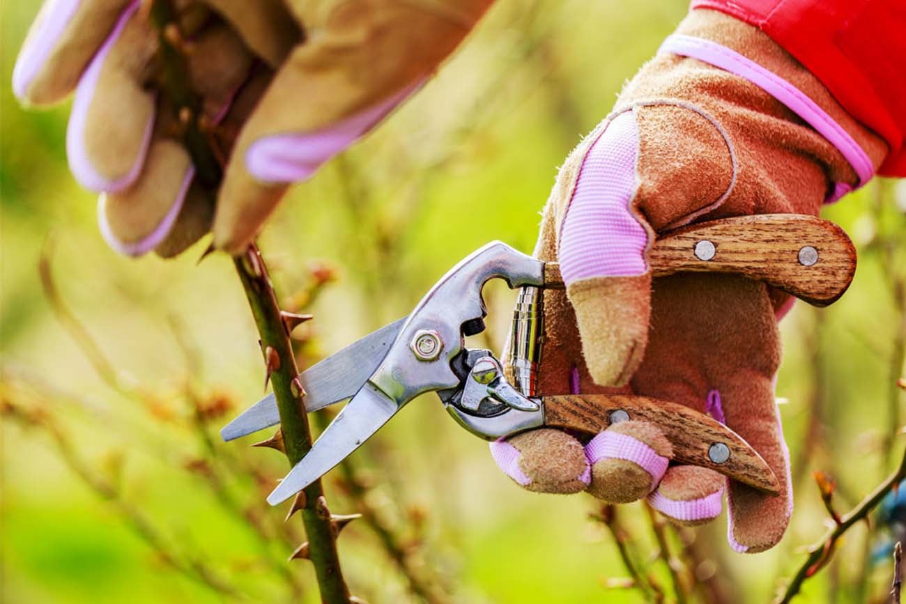  El vínculo con las plantas se asocia a una mayor inteligencia emocional y a la búsqueda de equilibrio personal.