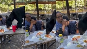 Un oso asustó a una familia mientras almorzaba