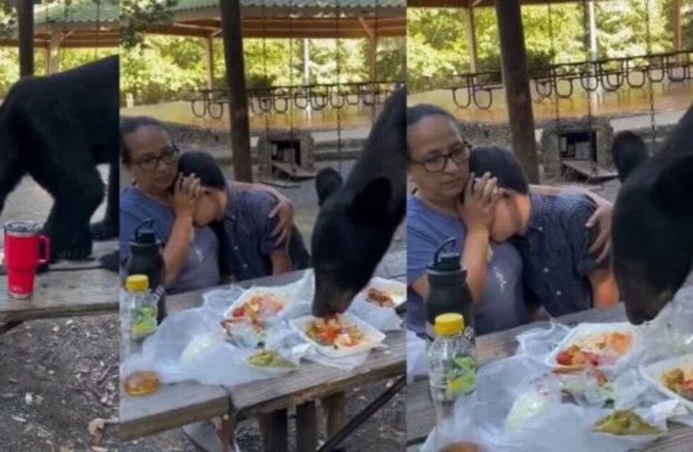 Un comensal inesperado: un oso irrumpió en el picnic de una familia y generó pánico