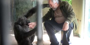El chimpancé de La Plata que podría ser designado como "sujeto de derecho".