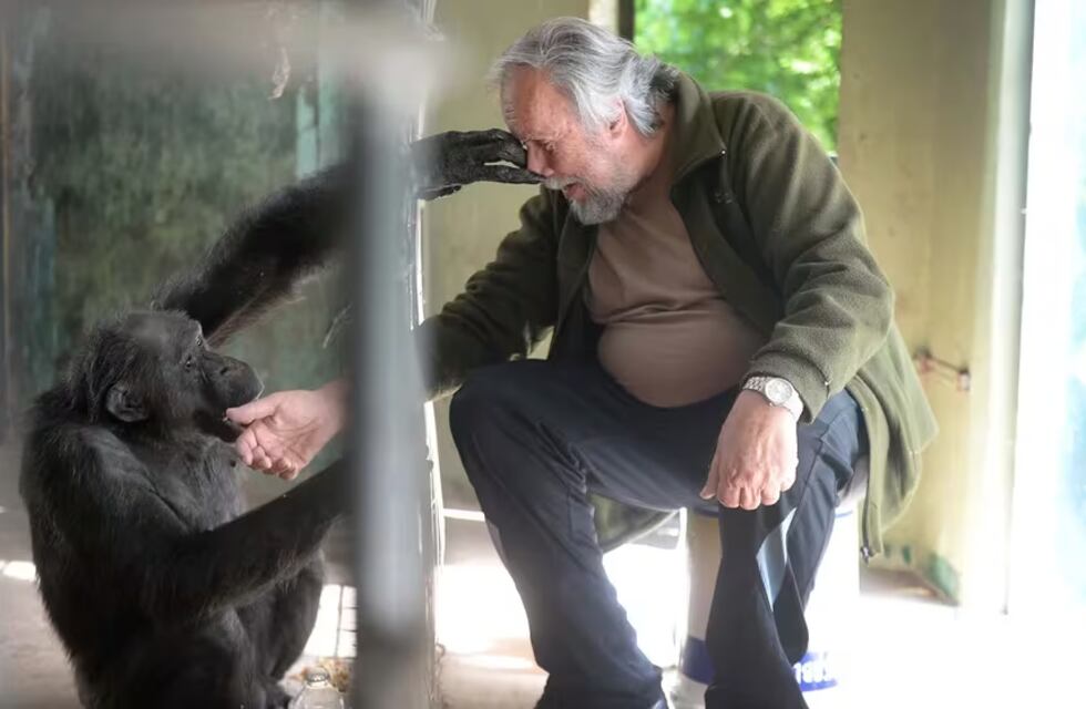 Tomy, el chimpancé de La Plata, que tiene un fuerte vínculo con su cuidador y podría ser declarado “sujeto de derecho”