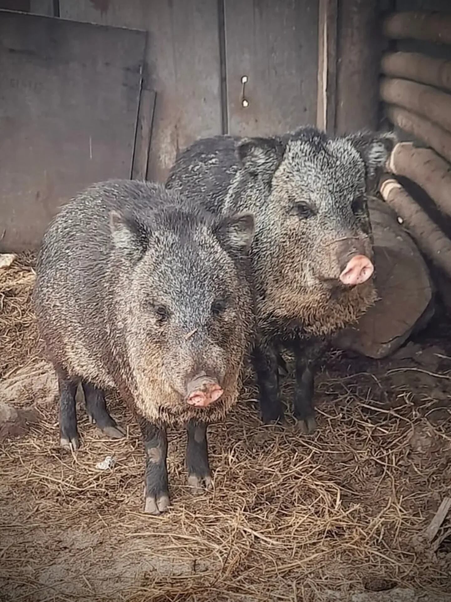 Animales rescatados en Córdoba. (Gentileza)