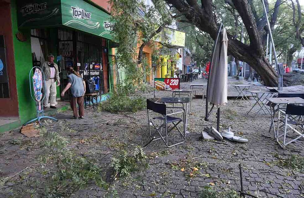 El Zonda arrancó de raíz un enorme árbol del centro mendocino y puso en peligro a los transeúntes