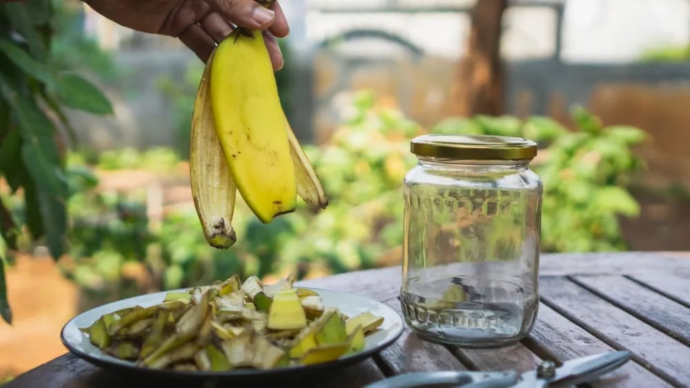 Las razones por la que debes frotar cáscaras de bananas en las hojas de las plantas