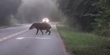 Capturaron en video a un tapir cruzando la ruta en inmediaciones a Cataratas.
