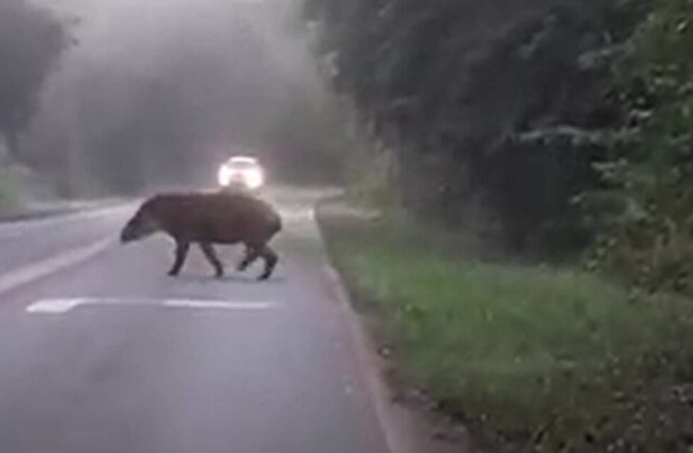 Capturaron en video a un tapir cruzando la ruta en inmediaciones a Cataratas